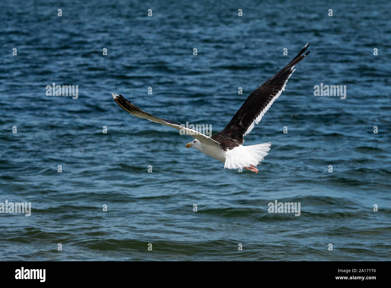 Seagull flying above ocean water in search of food, Cape Cod, Massachusetts, USA. Stock Photo