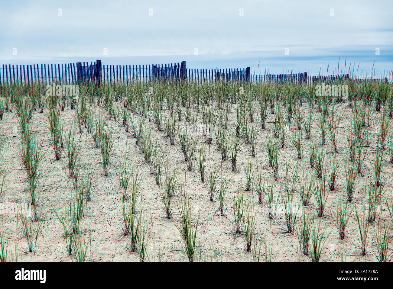 Dune conservation by wind fence and dune grass plantings, Nauset Beach, Orleans, Cape Cod, Massachusetts, USA. Stock Photo