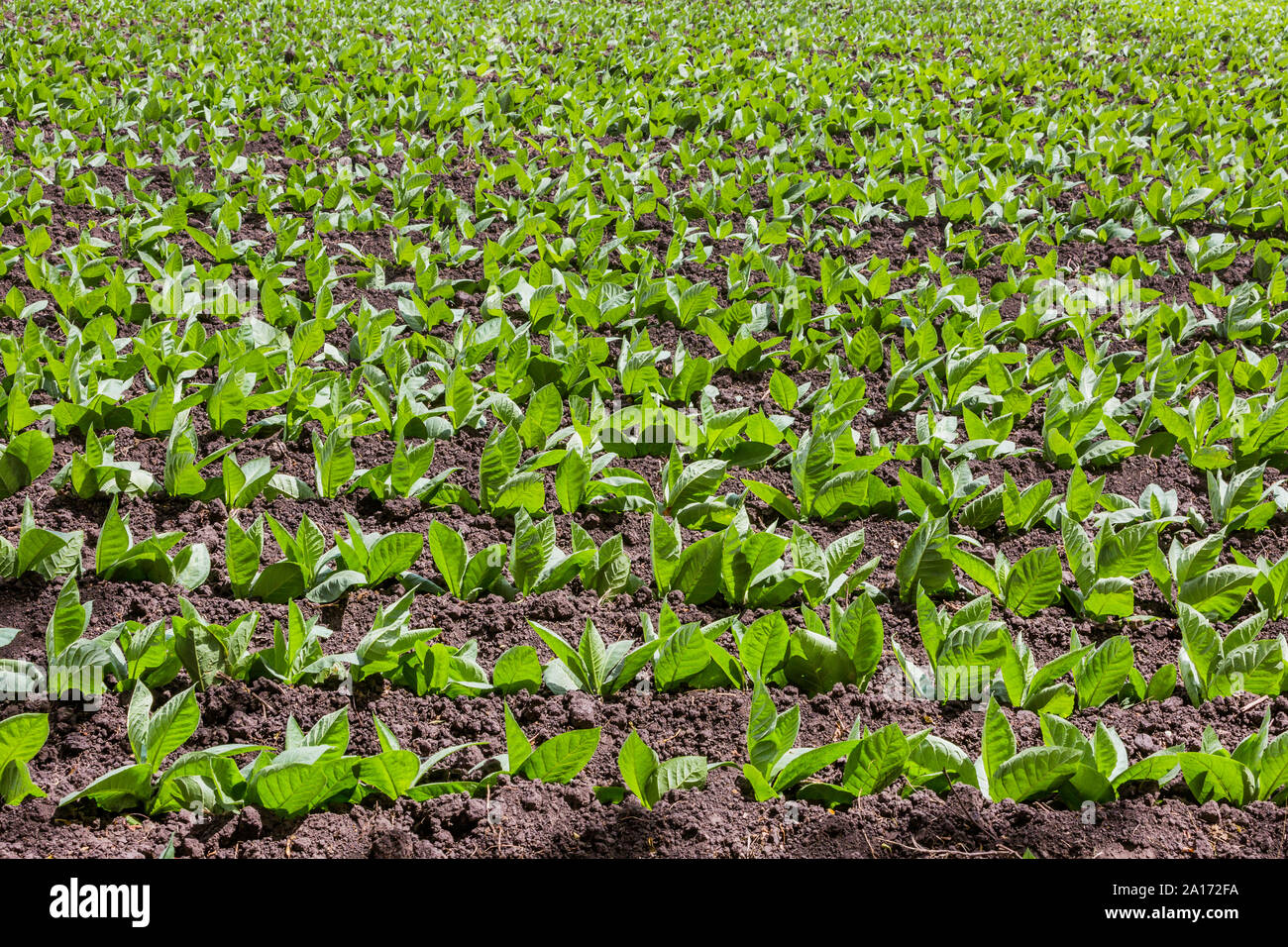 Tobacco fields  in pueblo nuevo near San Juan de Limay Madriz in Nicaragua Stock Photo