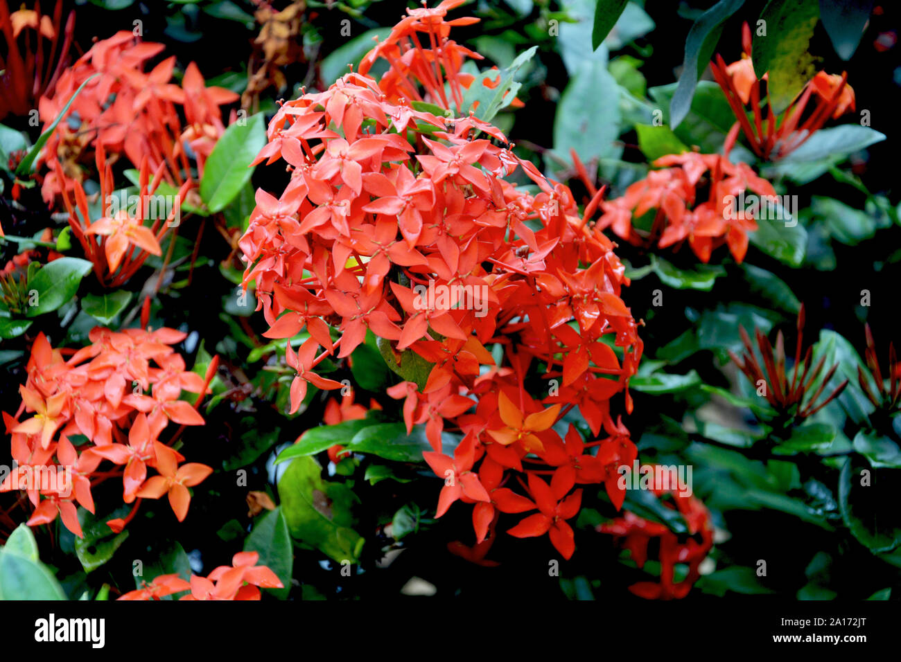 Orange Epidendrum Garden Orchid flowers growing in Mawlynnong village of Shillong with green leaves Stock Photo