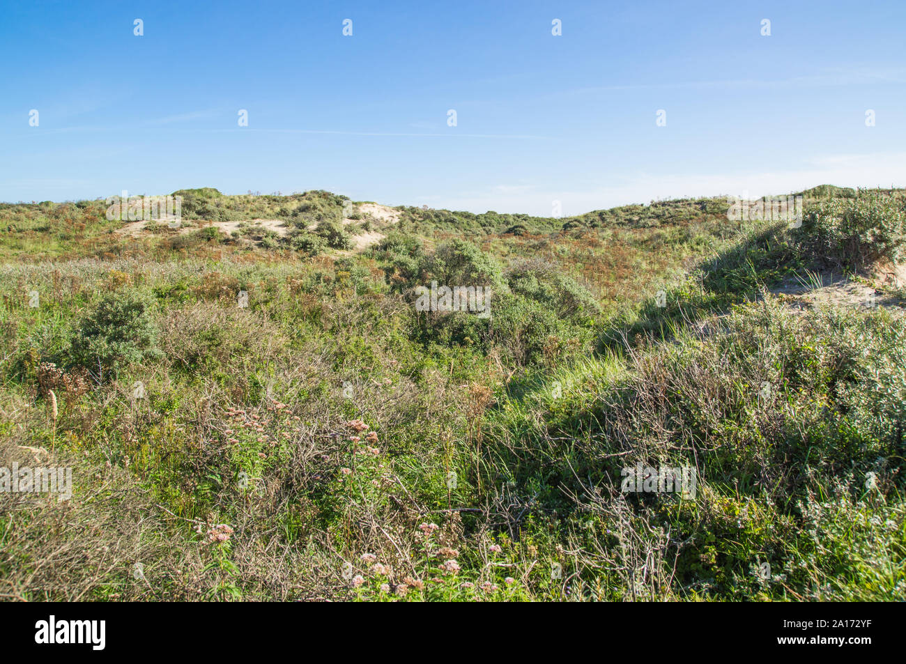 View over the North-Sea coast dunes in the morning light of a sunny day. Stock Photo