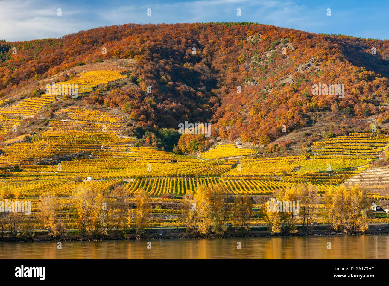 Autumn vineyards, Wachau Valley, Lower Austria, Austria Stock Photo