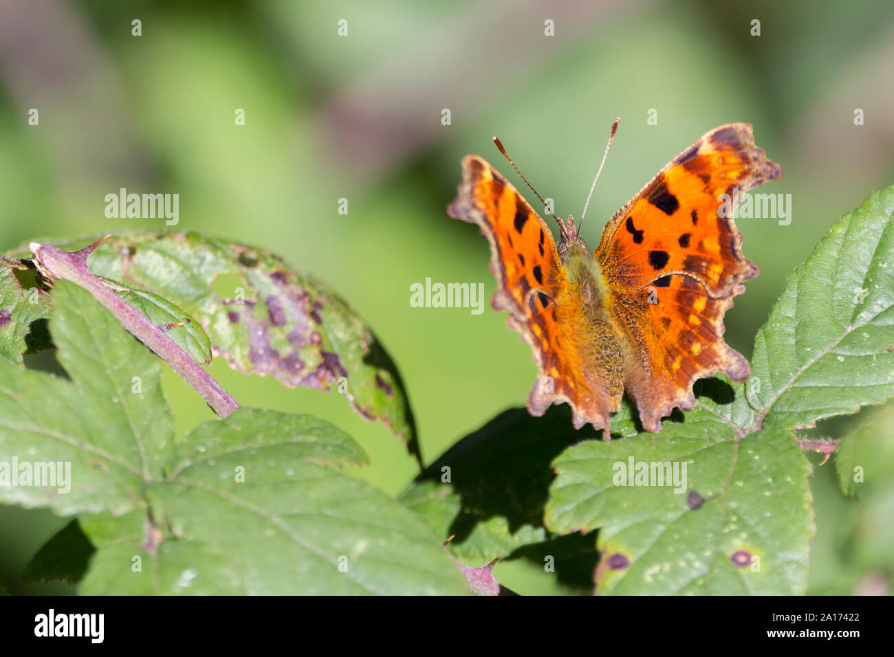 Comma butterfly (Polygonia c-album) resting on leaves. Orange brown upperwings with dark markings and distinctive ragged edges to wings. Rear view. Stock Photo