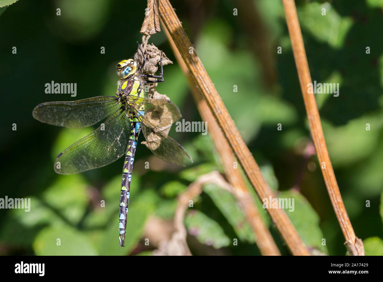 Southern Hawker male dragonfly (Aeshna cyanea) where the last three segments of abdomen are blue. Green stripes on thorax and abdomen late summer UK Stock Photo