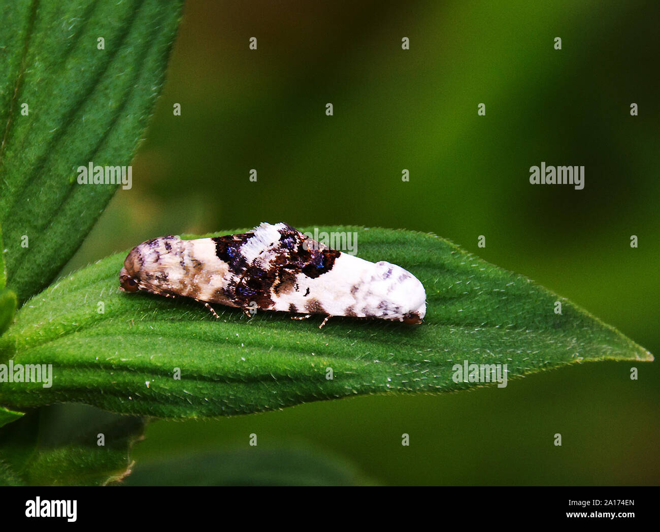 Bird-dropping Moth is the common name for the Slug Moth family. Their caterpillars resemble small slugs and the adults are inactive during the day Stock Photo
