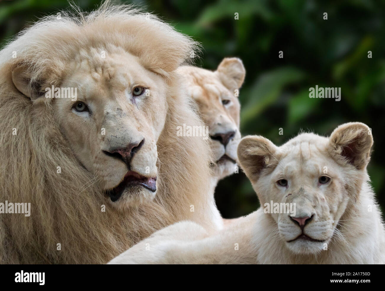 Male, female and young leucistic white lions (Panthera leo krugeri) rare morph with genetic condition called leucism caused by double recessive allele Stock Photo