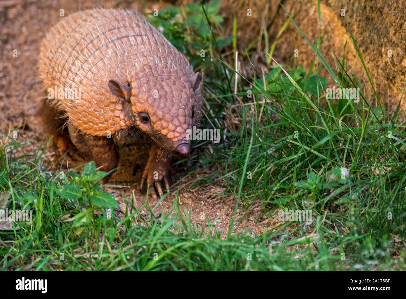 Cute yellow armadillo / six-banded armadillo (Euphractus sexcinctus) foraging in grassland,  native to South America Stock Photo