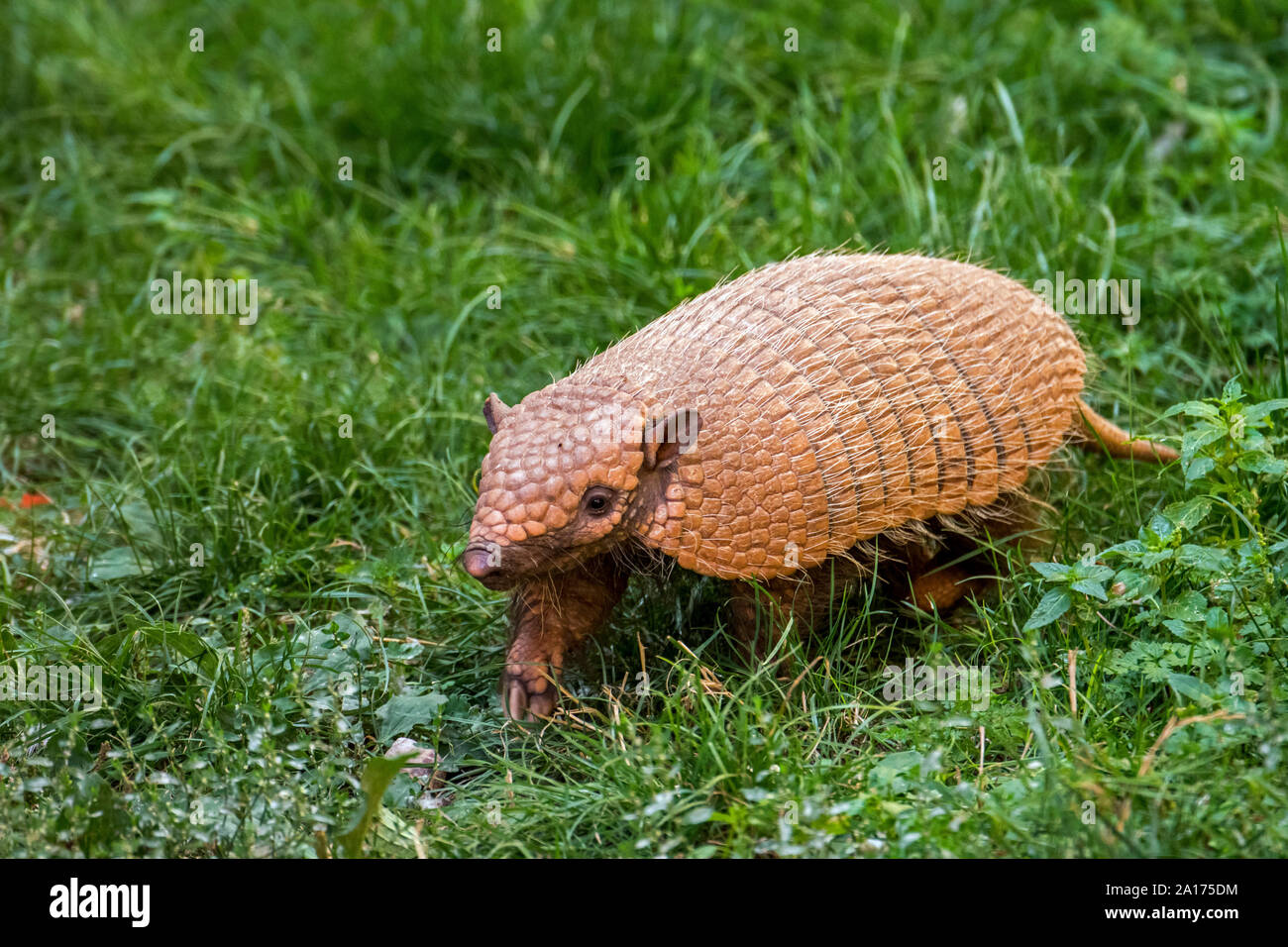 Six banded armadillos hires stock photography and images Alamy