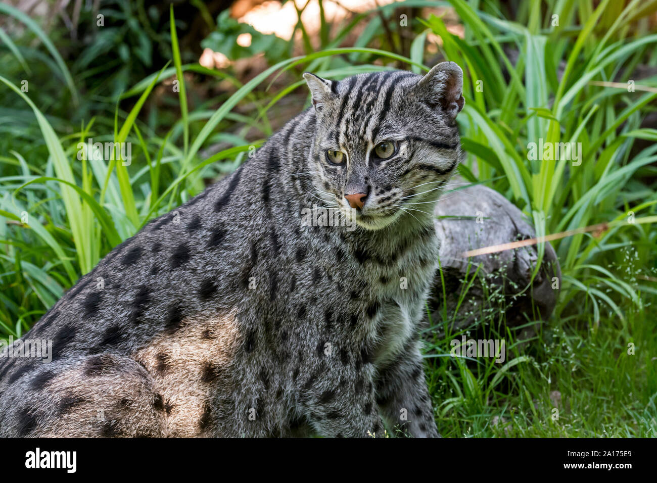 Fishing cat (Prionailurus viverrinus) medium-sized wild cat of South and Southeast Asia Stock Photo