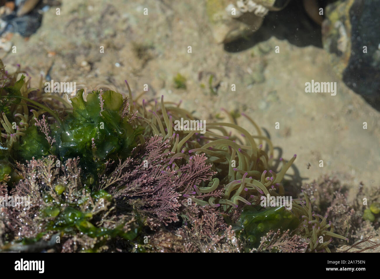 The seaweed Corallina officinalis and Snakelocks Anemone (Anemonia viridis) Stock Photo
