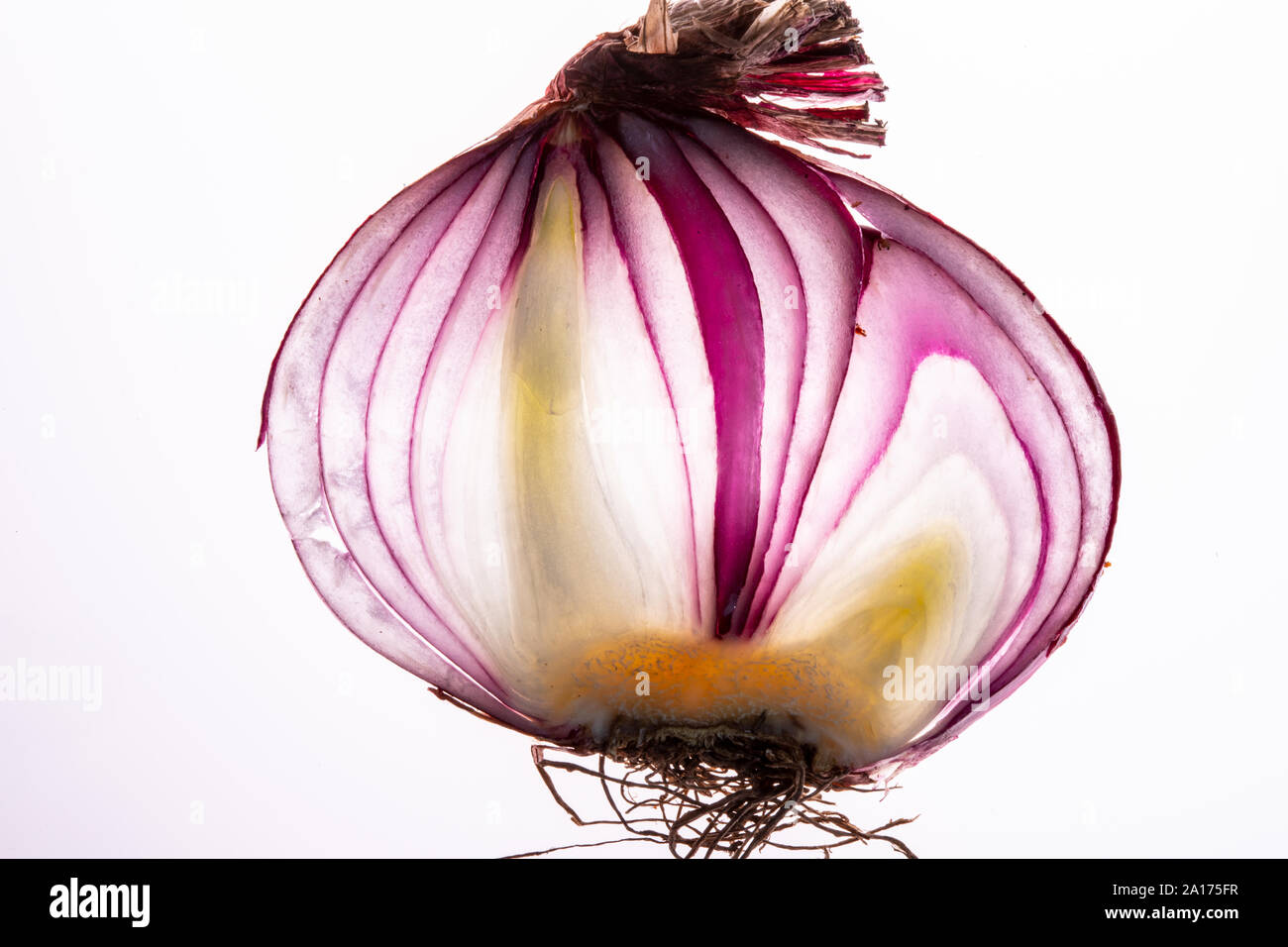 transparency red onion Stock Photo