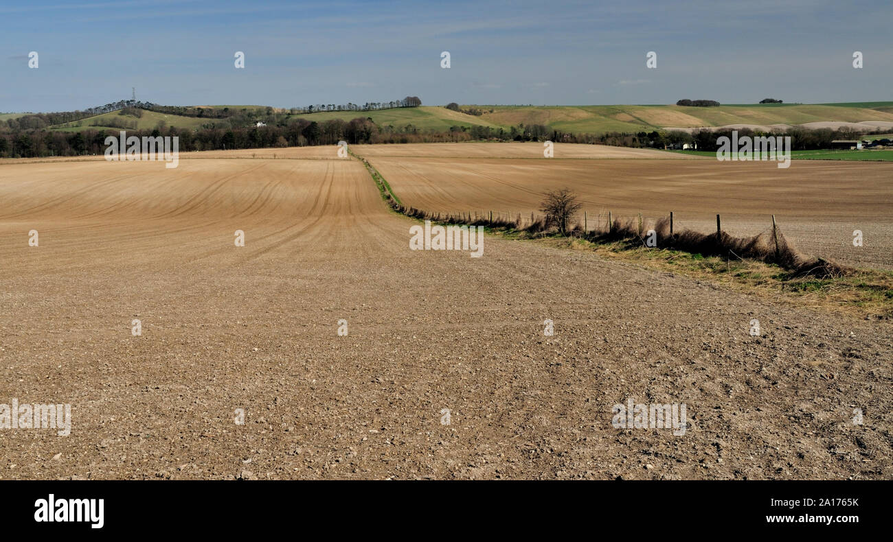 A narrow boundary strip between two large fields, looking across Wanborough Plain towards Fox Hill. Stock Photo