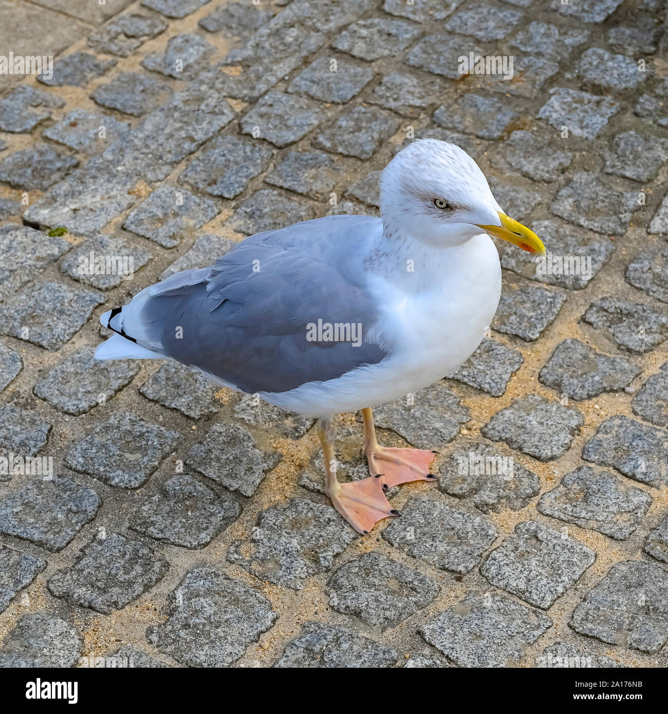 A seagull looking for food on a paved beach promenade. Stock Photo