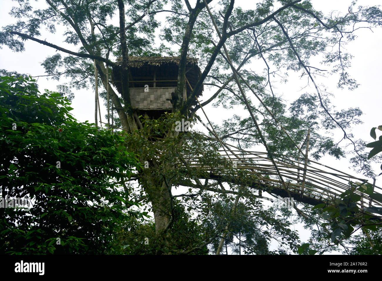 Close up of a tree house made of bamboos with roof of straw on the branches of  a tree in Mawlynnong village of shilling with bamboo bridge Stock Photo