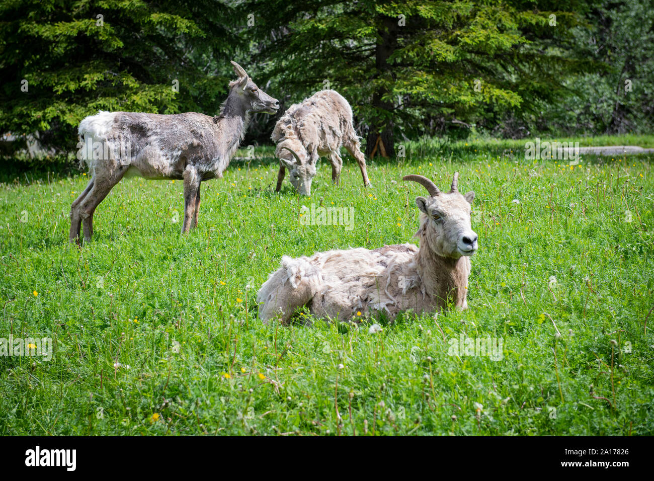 Bighorn Sheep resting and feeding in the grass in the Canadian Rockies, Jasper National Park, Alberta, Canada Stock Photo