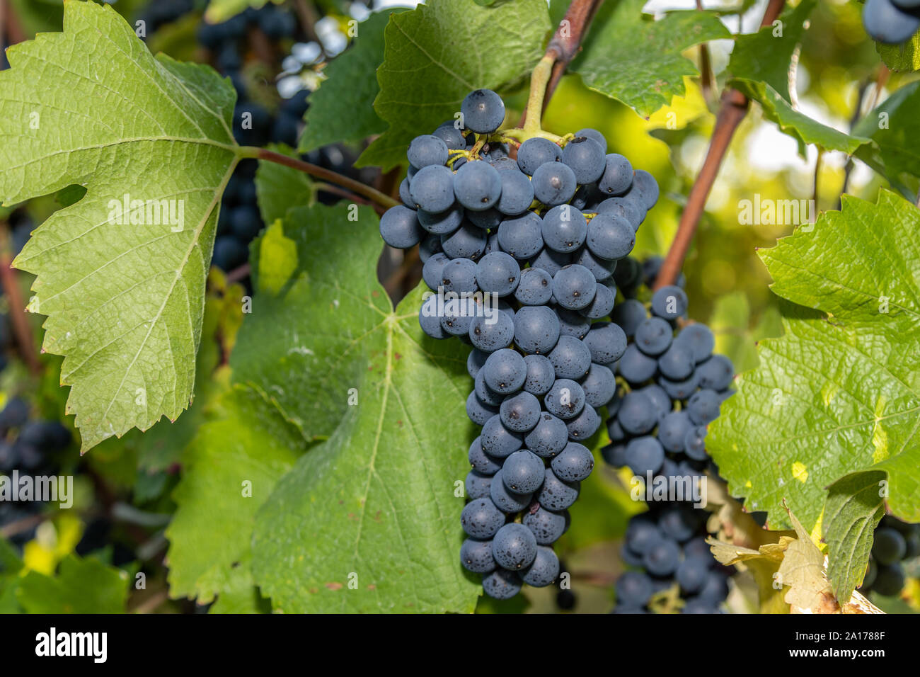Red wine grape blue Pinot Noir in a vineyard in Brauneberg on the river
