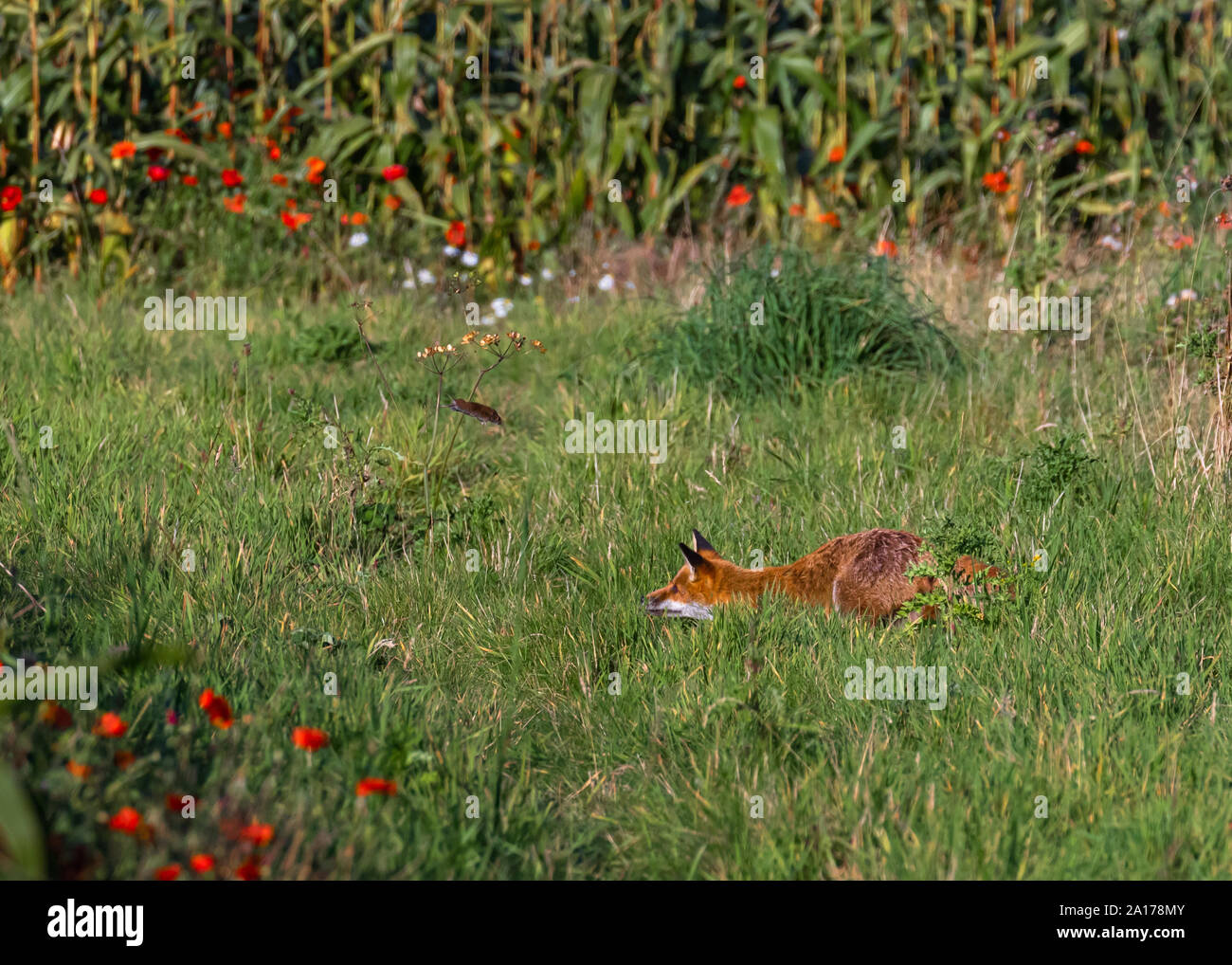 This young fox has just thrown the Vole into the air so he could jump on it again. Very much like a cat does with mice. Stock Photo