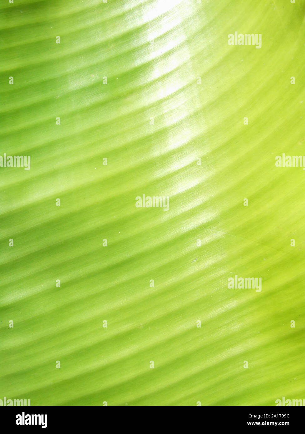 Leave cells hi-res stock photography and images - Alamy