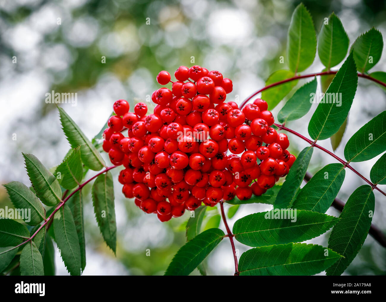 Red berries of the Mountain Ash Tree, Northwestern Ontario, Canada. Stock Photo