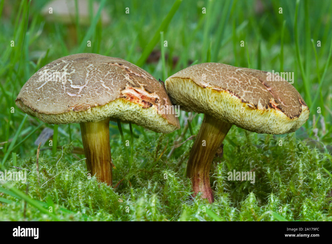 Two Red cracking boletes, small edible mushrooms, growing in grass and moss Stock Photo