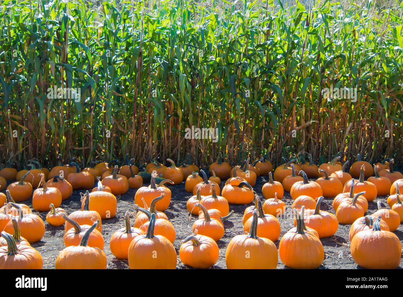 Pumpkin Patch Alongside Corn Stalks Stock Photo