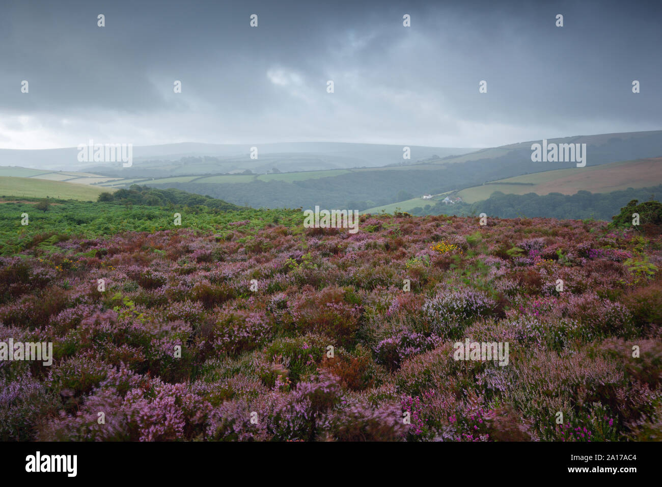 Rainy view from Porlock Common over Horner Wood towards Dunkery Beacon. Exmoor National Park. Somerset. UK. Stock Photo