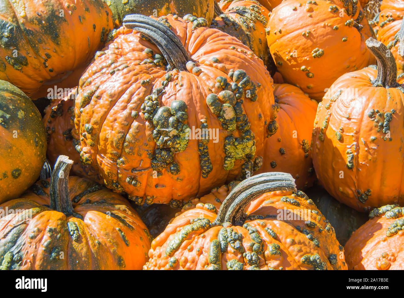 Knucklehead Pumpkins on Display Stock Photo