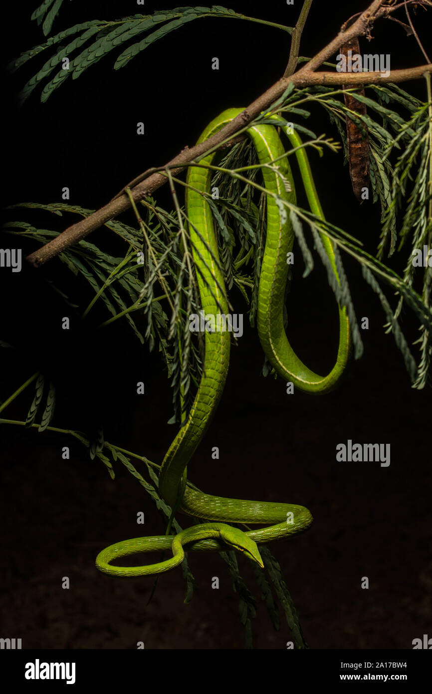 Long-nosed Whipsnake (Ahaetulla nasuta) from Prachuap Khiri Khan Province, Thailand. Stock Photo