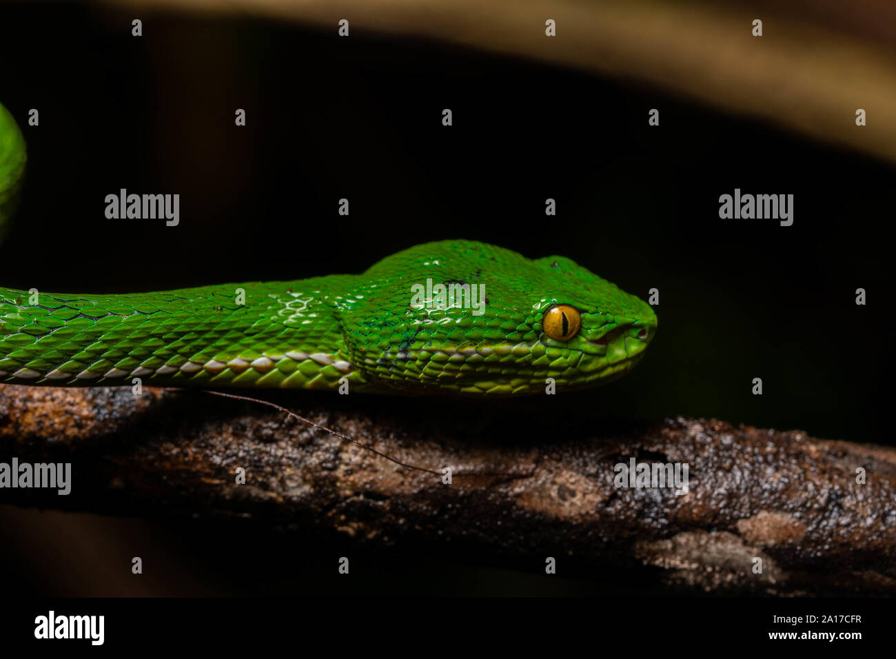 White-lipped Pitviper (Trimeresurus albolabris) from Kaeng Krachan ...