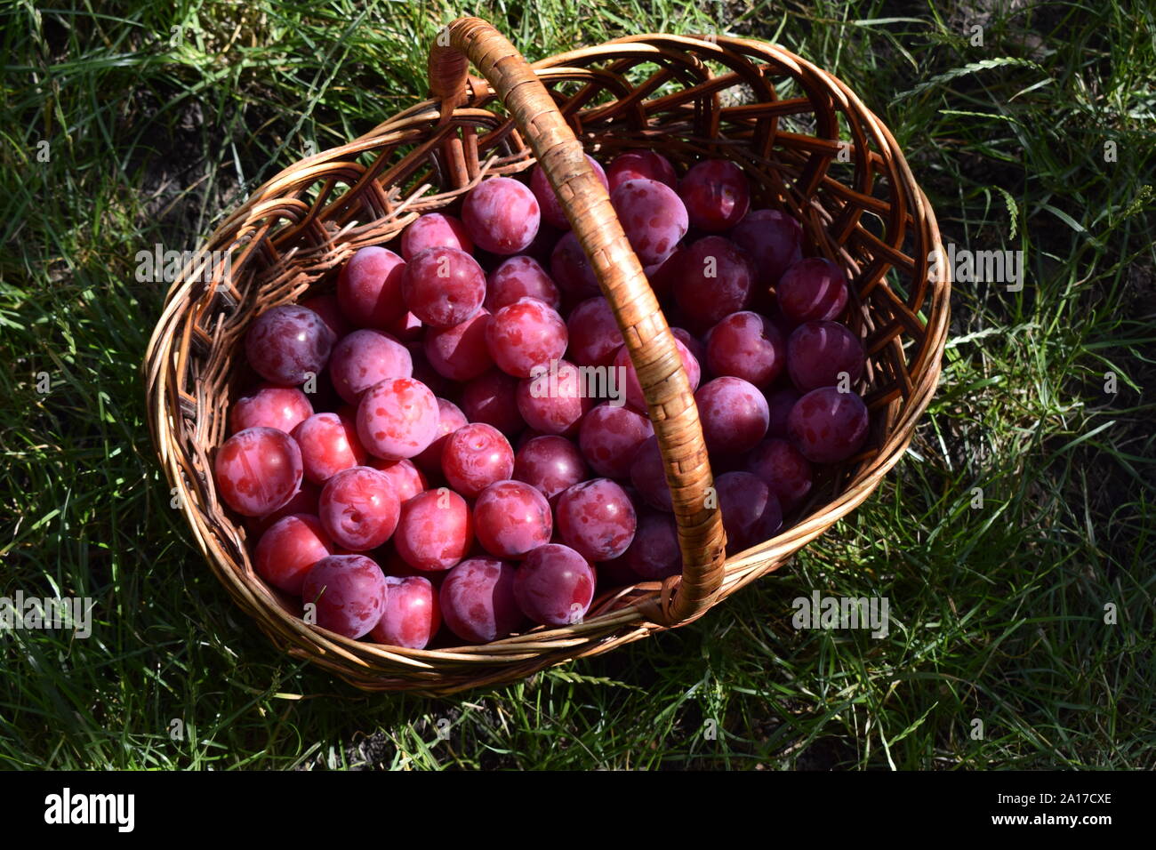 Closeup picture of wickerwork handbasket full of fresh juicy riped blue plums from organic farming just harvested in garden standing in the green gras Stock Photo