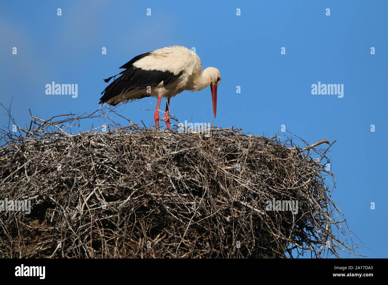 stork on nest Stock Photo