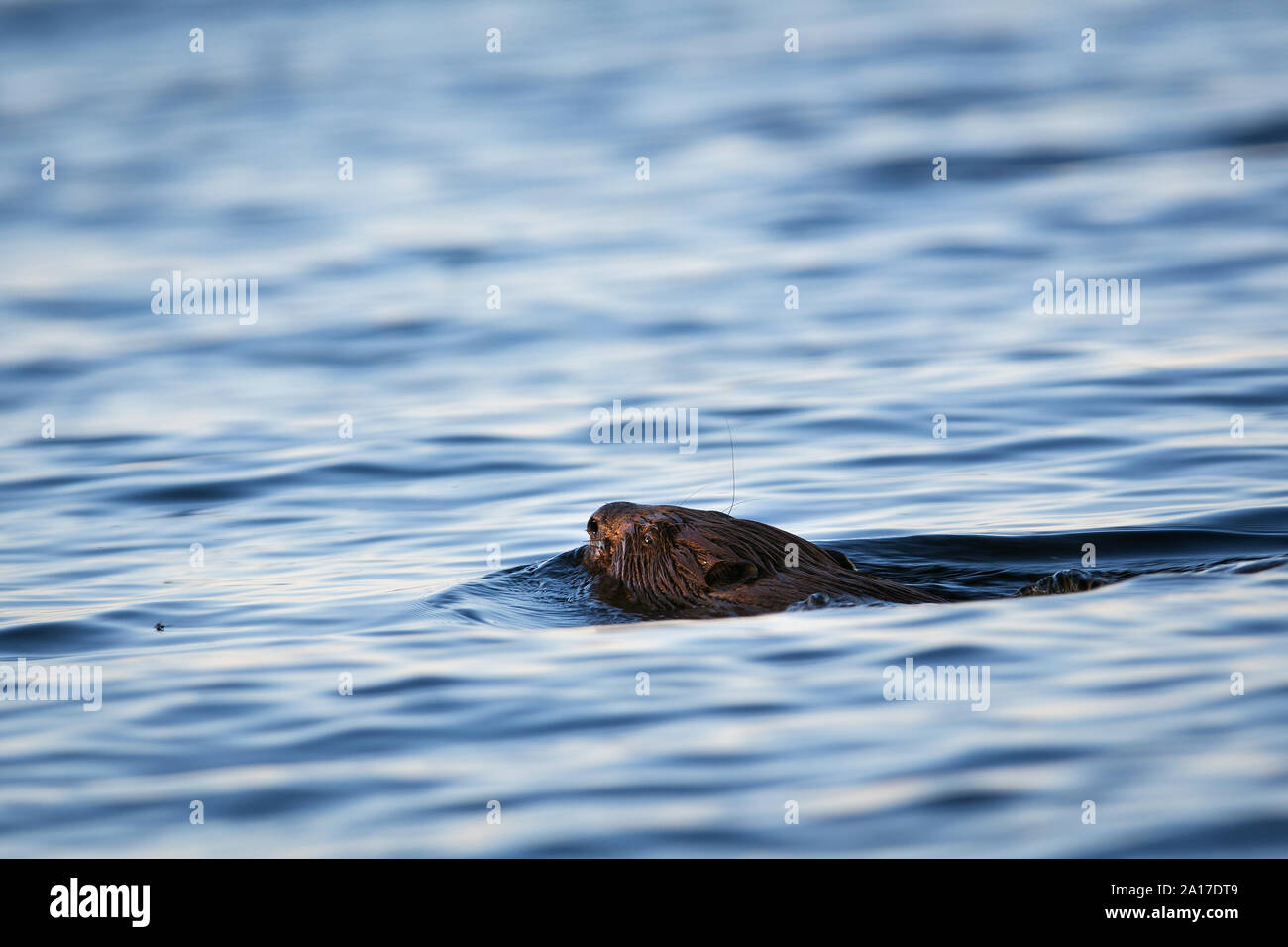Beaver swimming in a lake during sunset Stock Photo