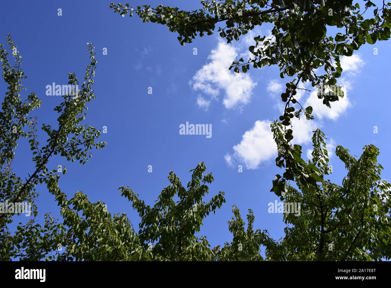 Green leaf frame and sky. Trees framing a blue sky with clouds Stock ...