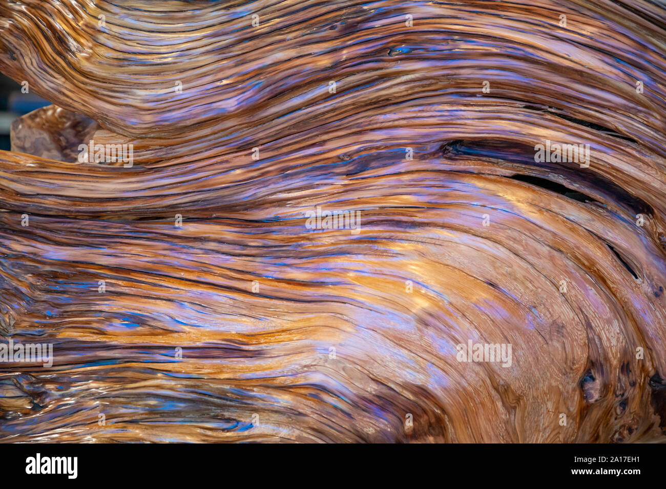 Sandalwood closeup, tree texture background Stock Photo