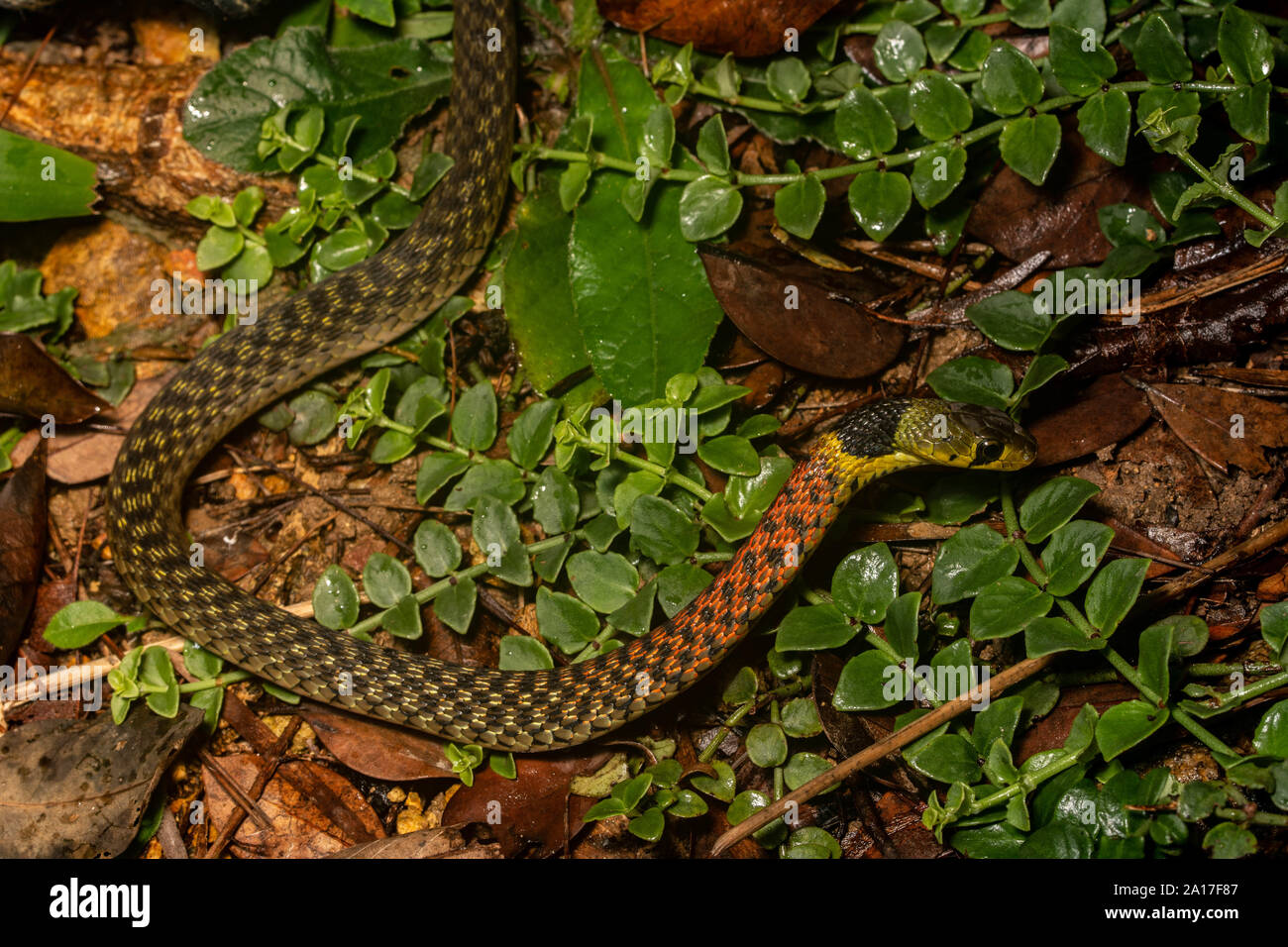 Red-necked (Rhabdophis subminiatus subminiatus) from Hong Kong Stock Photo - Alamy