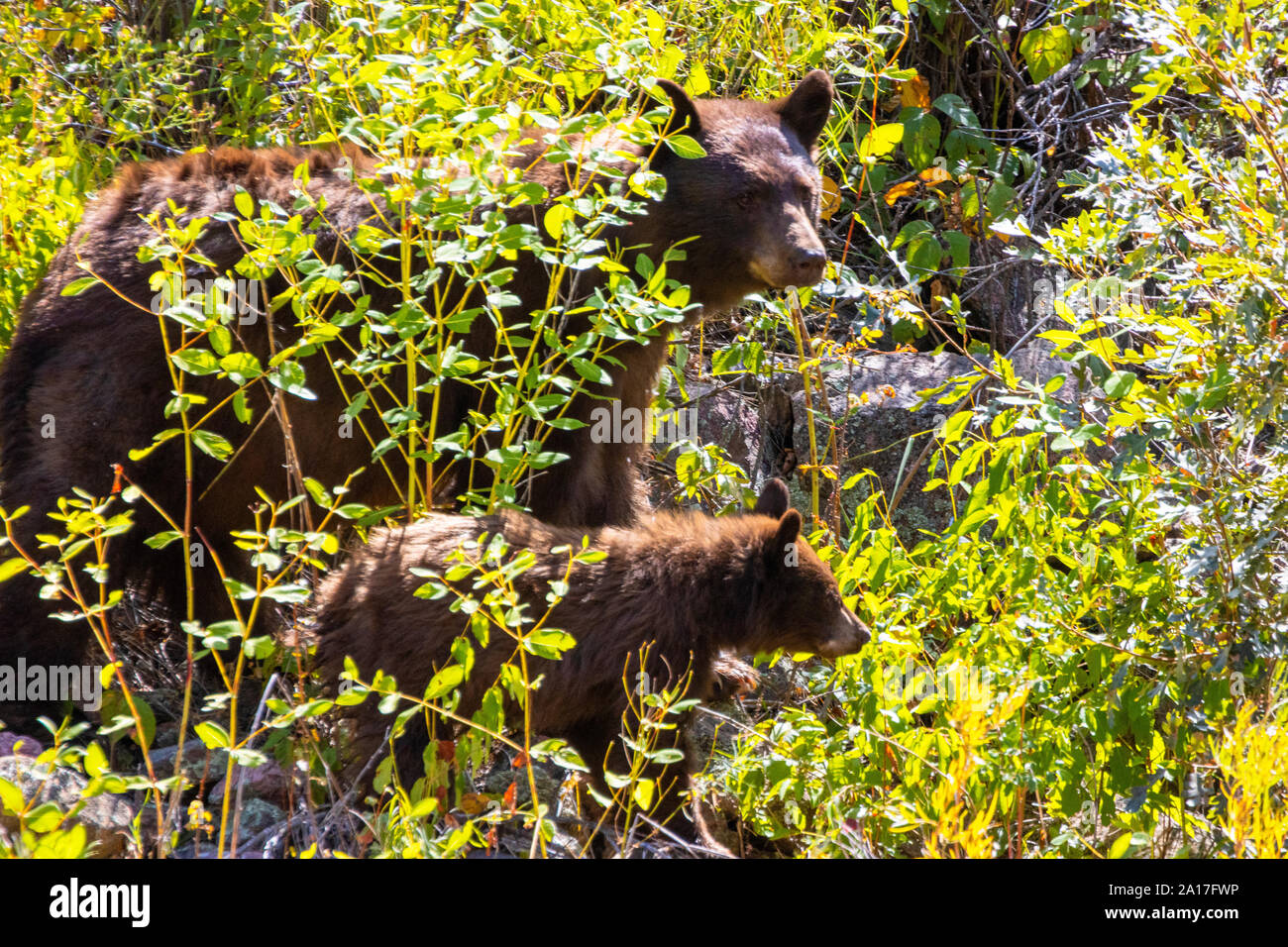 Black bear mama cub hi-res stock photography and images - Alamy