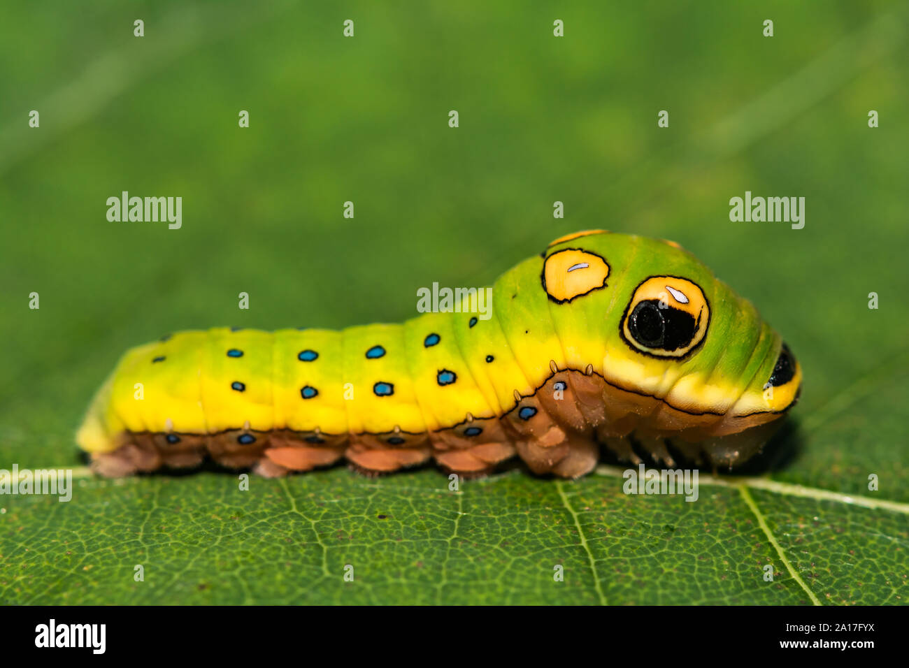 Spicebush Swallowtail Caterpillar (Papilio troilus) Stock Photo