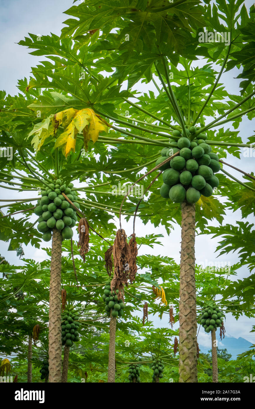 Papaya plantation on Mindanao in the Philippines Stock Photo - Alamy
