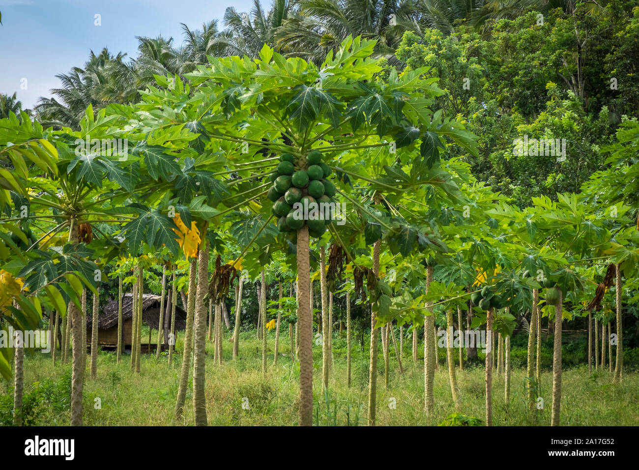 Papaya plantation on Mindanao in the Philippines Stock Photo Alamy