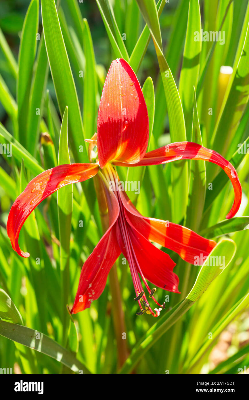 Colour macro photograph of a red Sprekelia flower (Sprekelia formosissima) in bloom, taken in portrait orientation. Stock Photo