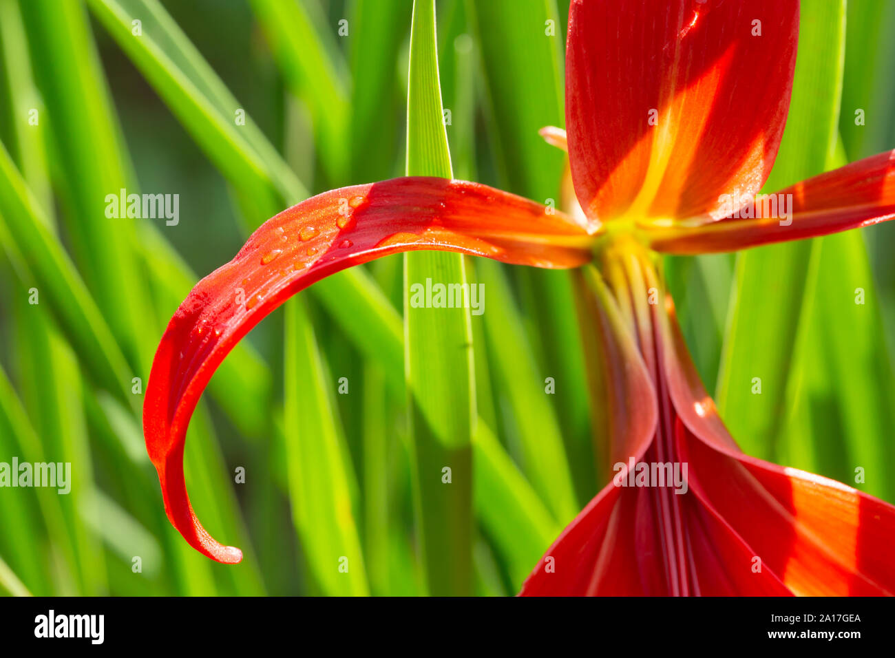 Cropped colour macro photograph of a red Sprekelia petal (Sprekelia formosissima) in bloom, with dew drops on petal surface. Stock Photo
