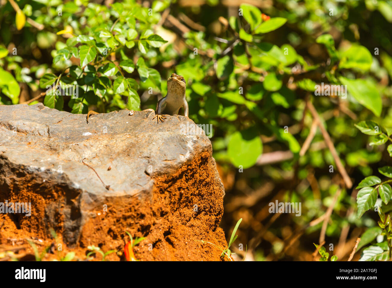 African striped skink (Trachylepis striata) peeking from behind rock, taken in Kenya. Stock Photo