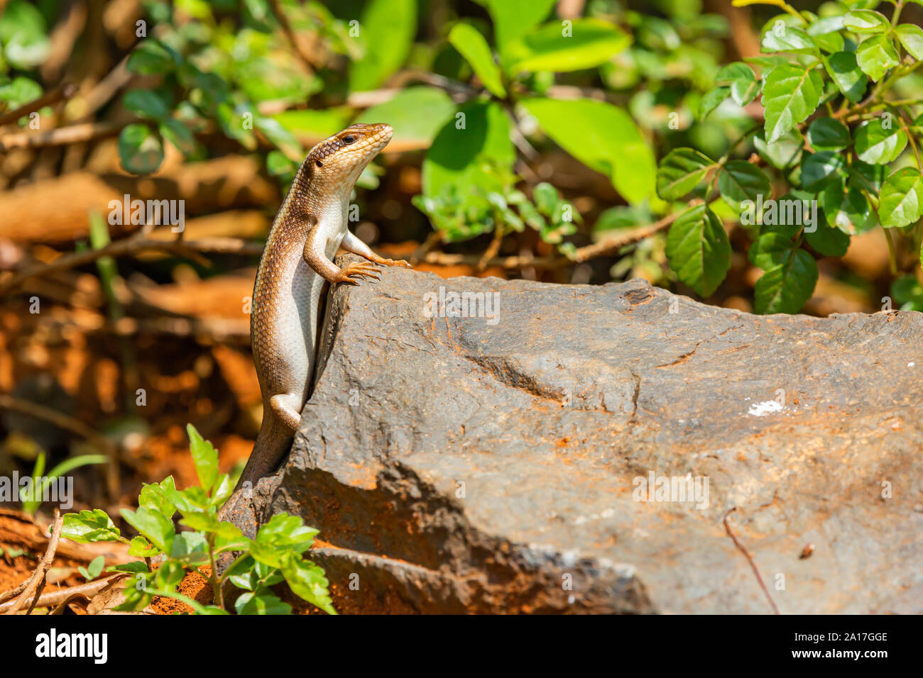 African striped skink (Trachylepis striata) crawling up side of rock, taken in Kenya. Stock Photo