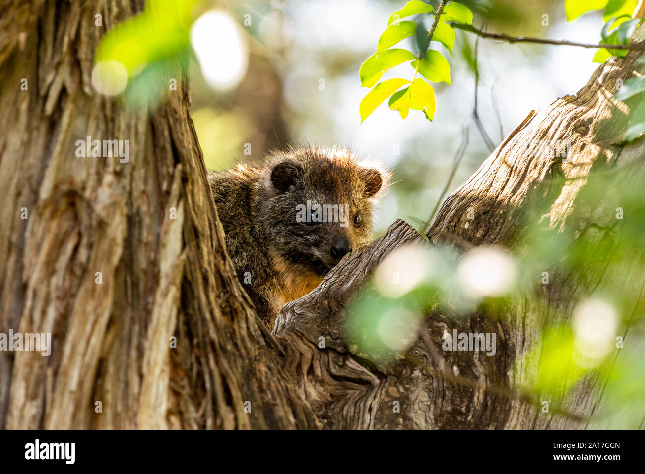 Tree Hyrax in daytime sitting in tree, in Nanyuki, Laikipia county, Kenya. Stock Photo