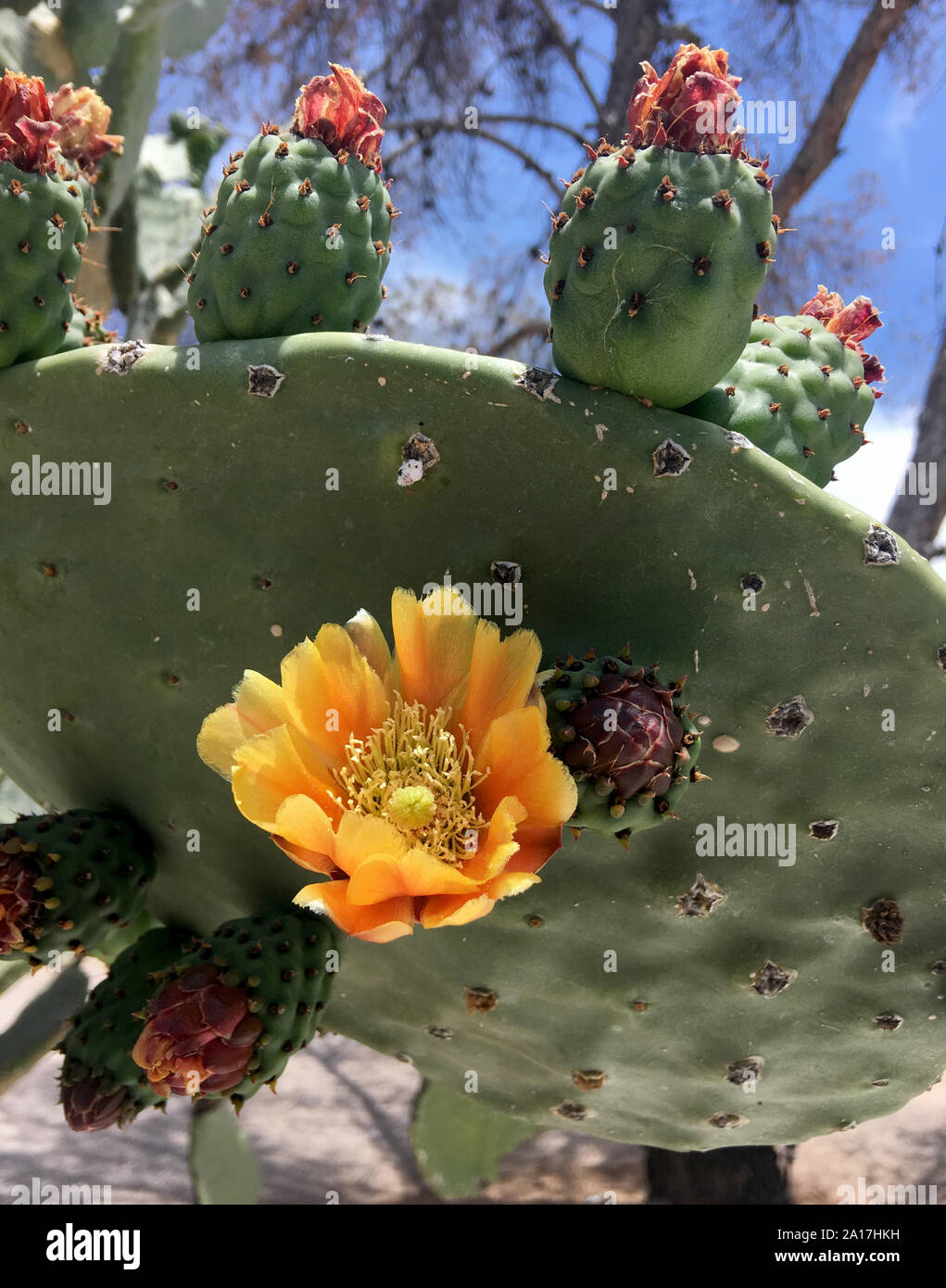 Golden flowers on a spineless edible Nopales Cacti in Tucson AZ Stock Photo Alamy