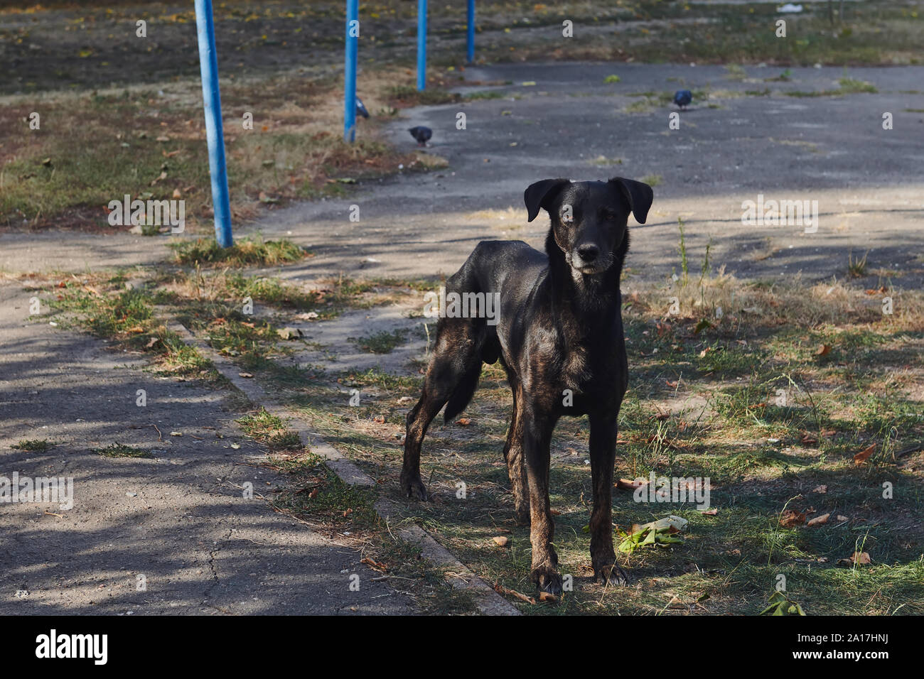 Skinny black homeless dog outdoor. The vagrant animal is standing and looking to a camera. Stray dog in the yard searching for food. Stock Photo