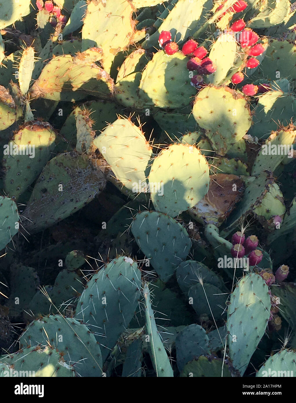 Engelmann Prickly pear cacti during fruiting season in Tucson AZ Stock