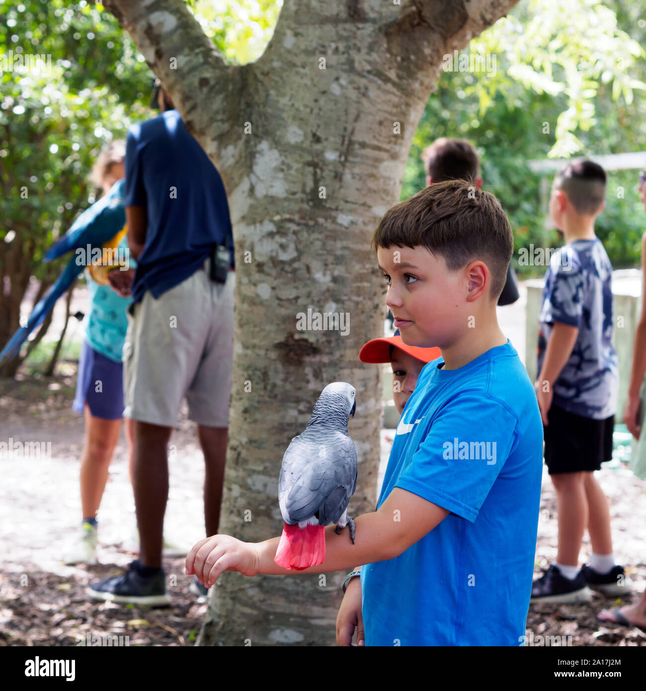 African grey parrot on boy's arm at the weekly 'Parrot Talk' presentation.  South Texas Botanical Gardens & Nature Center in Corpus Christi, Texas USA. Stock Photo