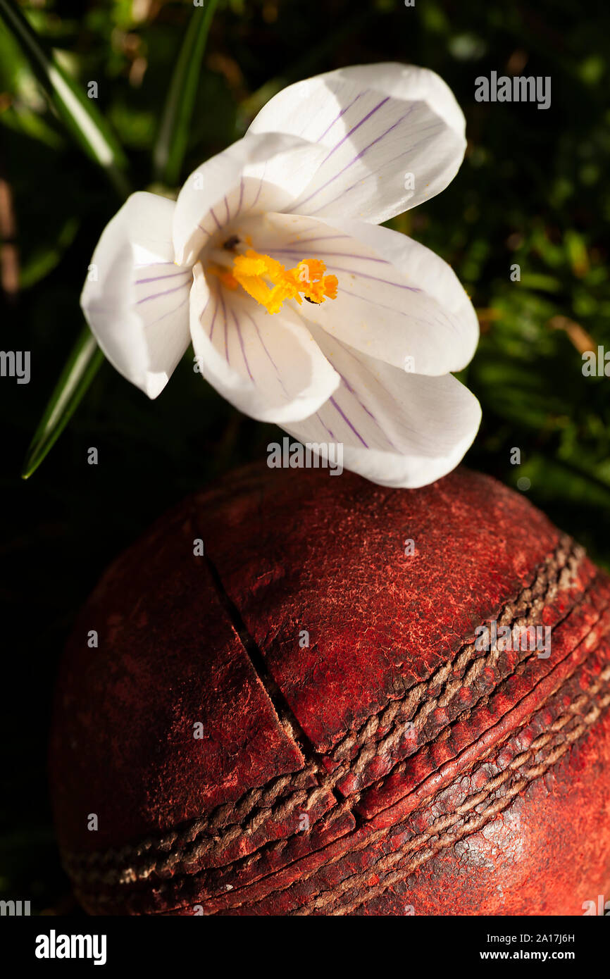 While Crocus flower over an old fashioned red cricket ball. Floral nature close up with sports equipment Stock Photo