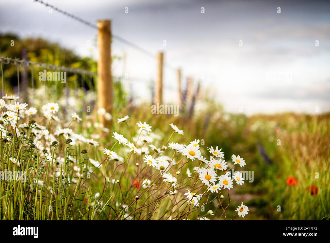 Wild flower daisies along a rural fence line. Natural landscape in